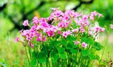 8月2日出生的人运势分析