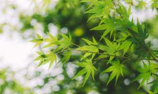 属牛正月出生的人运势好吗