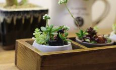 属鸡的人2019年3月运势