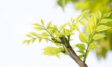 属猴2019年幸运色和开运物