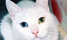 宠物猫名字大全2016年