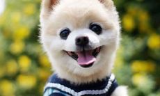 2017年好听的狗狗名字大全