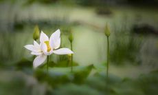 属虎的人2019年6月运势