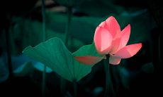 属蛇的人2019年6月运势查询