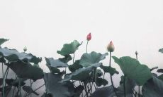 属龙的2019年6月运势查询