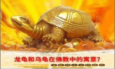 龙龟和乌龟在佛教中的寓意