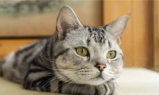 属蛇人养猫如何旺