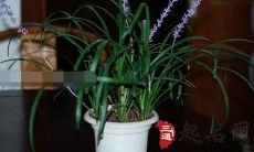盆栽麦冬草的养殖方法 盆栽麦冬草的品种有哪些