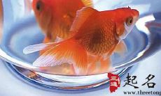 五行属木的生肖适合养哪种风水鱼