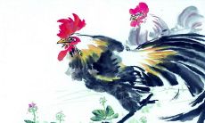 属鸡人一生运势
