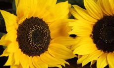面相解析之由头发探知人的性格命运
