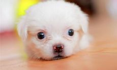 2018最新版的狗狗名字大全