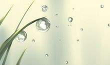 属猪过年相亲是一种什么样的体验