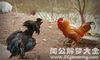 梦见和公鸡打架