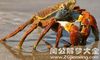 梦见买螃蟹
