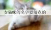 女猫咪的名字要萌点的