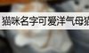 猫咪名字可爱洋气母猫