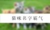 猫咪名字霸气