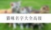 猫咪名字大全高级