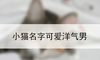 小猫名字可爱洋气男