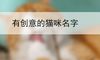 有创意的猫咪名字