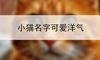 小猫名字可爱洋气