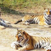 2022寅年属事运运