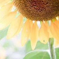 它适用于2022年2月的前五名吗？移动温室是什么意思？