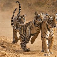 老虎男性破坏的原因是什么？