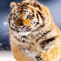 老虎女孩怎么样？