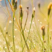 狗的名字是什么意思?