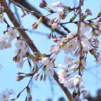 2022年本命年属虎的运相 本命年虎年要注意什么