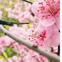 2022年属虎禁忌颜色 生肖虎本命年改运配件