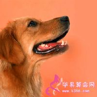 梦想着狗咬自己