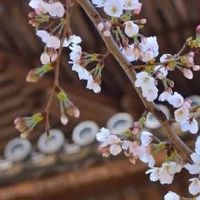 虎女2022年本命年好不好 本年不参加丧事