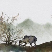 牛的宝宝是什么?