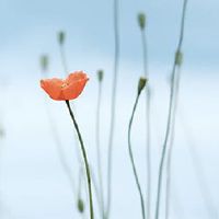 生日赶上了清明节的禁忌，生日禁忌仍在推进吗？