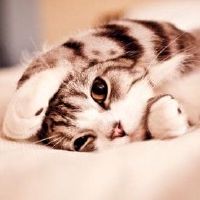 十二个星座的独家宠物是什么，是什么是独家宠物？