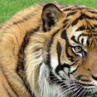 1998年，他是老虎的生命2022财年24岁的晓华女2022年每月财富。