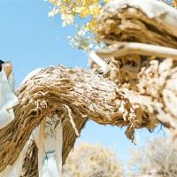 黄道带婚后爆发了，黄道带老鼠在列表中！