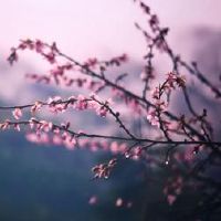 这一天出生的黄道带猴的生活如何？