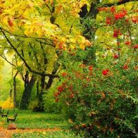 猪在大海下的命运吗？