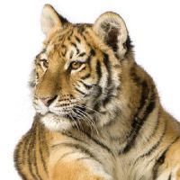 像老虎女孩这样的男人的特征是什么?