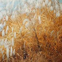 仔细，3个星座，可以优异