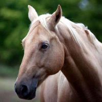 十二生肖2022年和财富今年2022年。