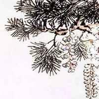 本命年穿什么好戴什么好 金银玉石饰品化解太岁