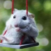 鼠标的婚姻匹配(1996年鼠标的婚姻匹配)