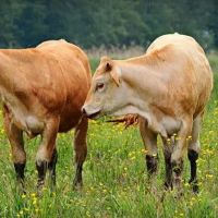 在97年,牛结婚(第97次是一只老鼠)。