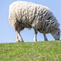 梦想羊是什么意思