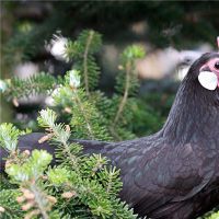 1981年是鸡肉的好运